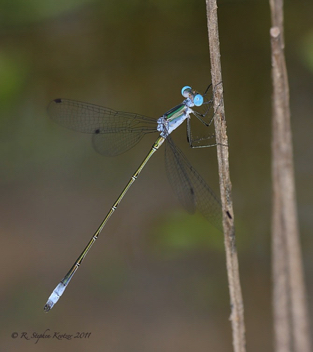 Lestes forficula, male